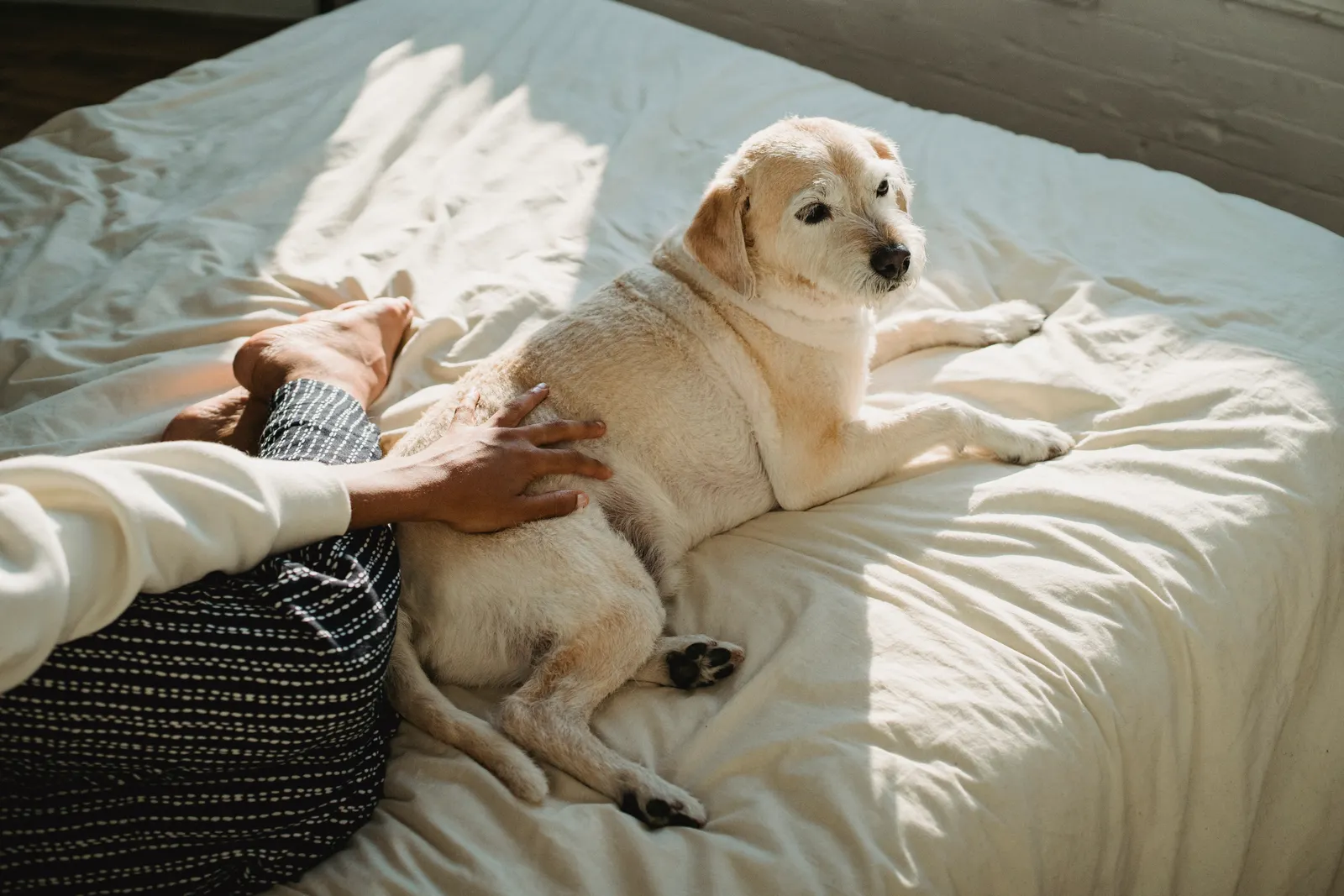 A person stroking a relaxed dog on a sunlit bed