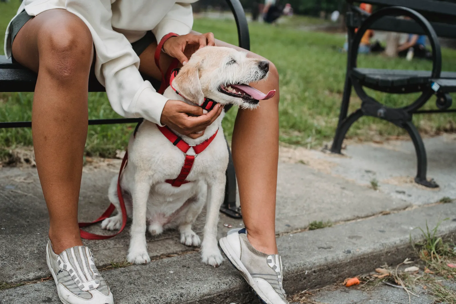 A person petting a white dog in a red harness beside a park bench