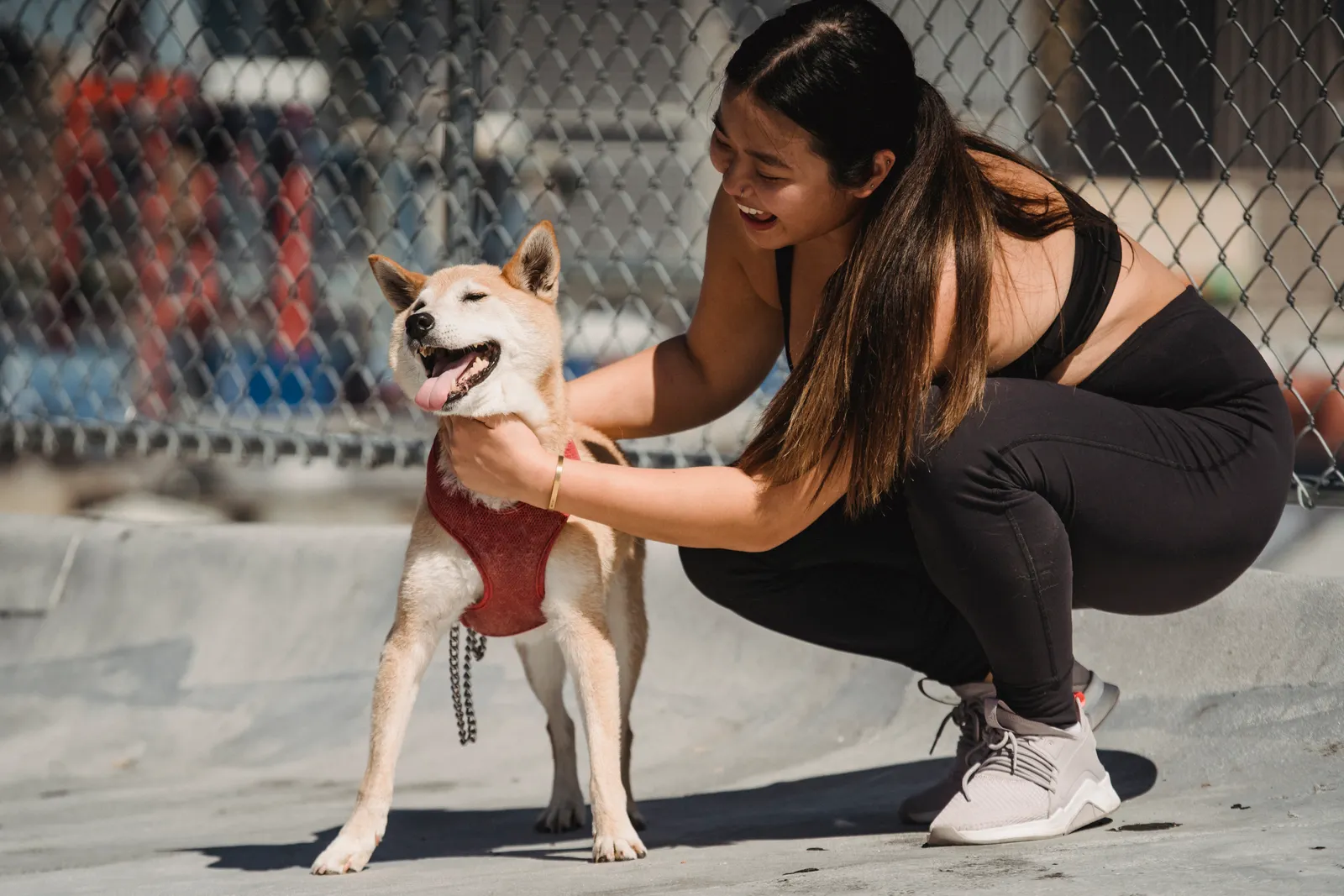 A woman gently petting a Shiba Inu wearing a red harness outdoors