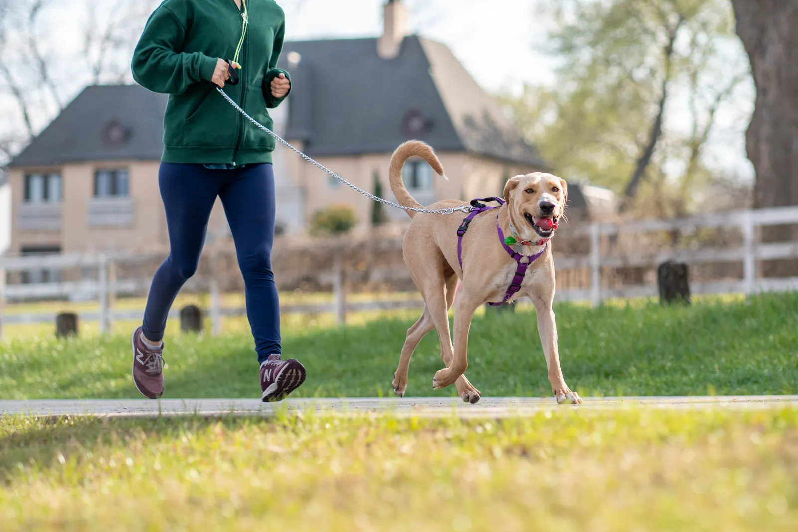 A person jogging beside a Labrador wearing a purple harness on a lead